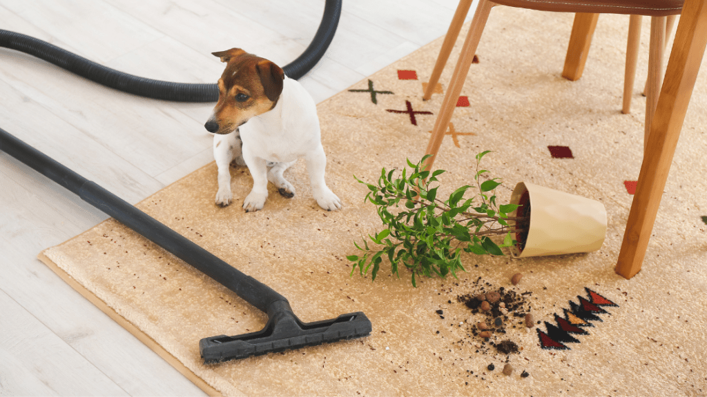 Pet owners rejoice expert tips to prevent stains